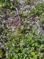 Image de Oxytropis revoluta Ledeb.