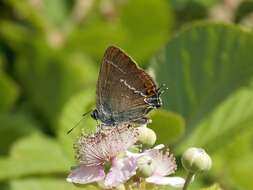 Satyrium spini (Denis & Schiffermüller 1775) resmi