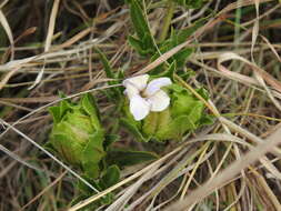 صورة Crabbea angustifolia Nees