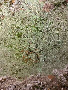 Image of wreath lichen