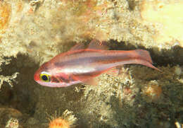 Image of Obliquebanded cardinalfish