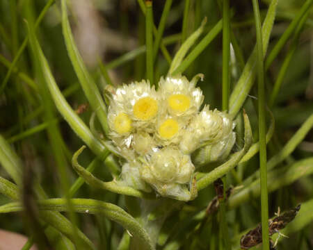 Image of winged cudweed