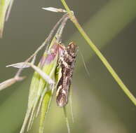 Image of Macrobathra heminephela Meyrick 1886