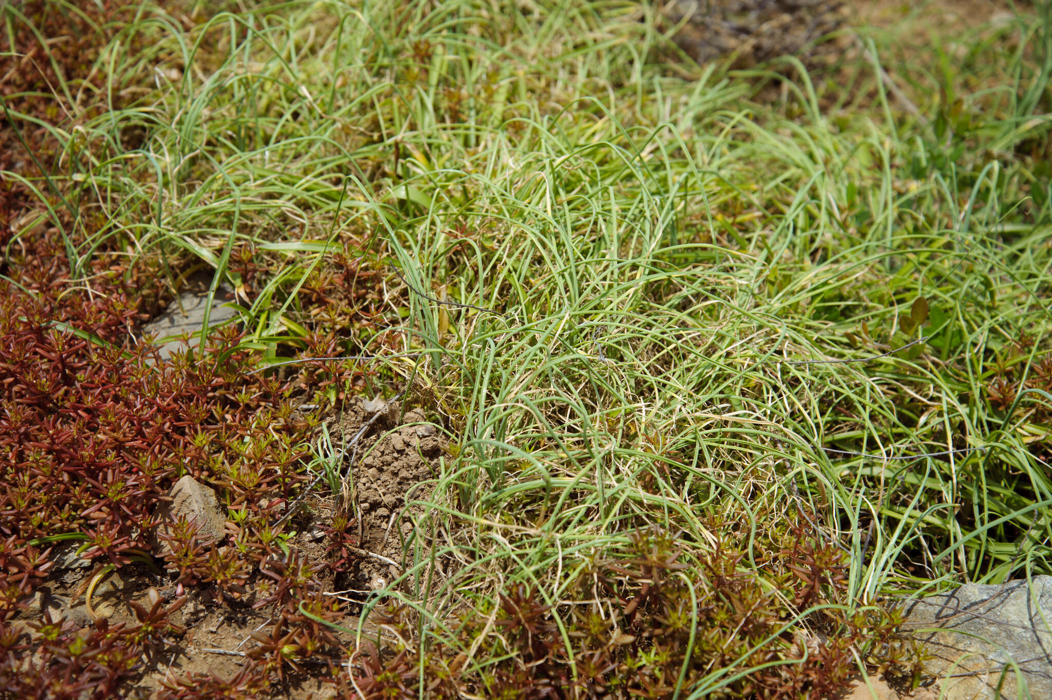 Image of Allium macrostemon Bunge