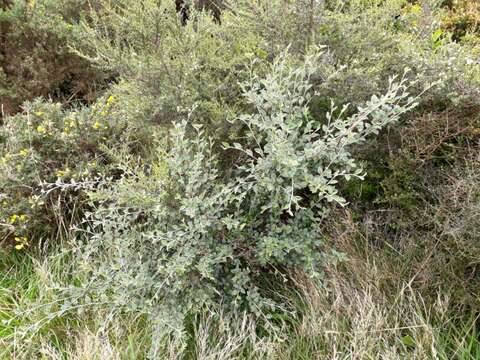 Image of orange cotoneaster