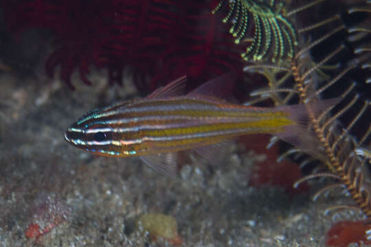 Image of Kupang cardinalfish