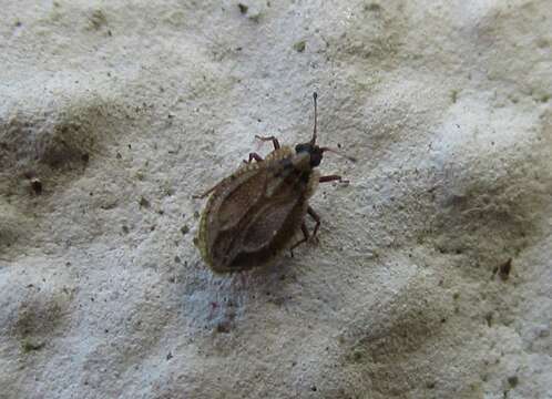 Image of Lace bug