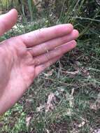 Image of Australian lovegrass