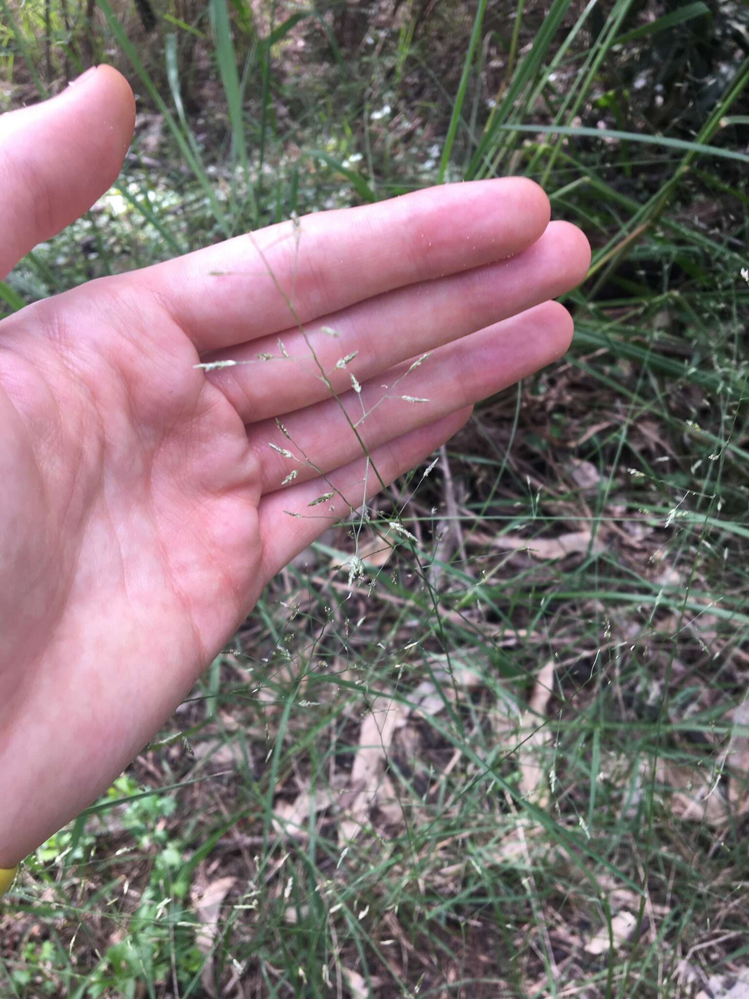 Image of Australian lovegrass