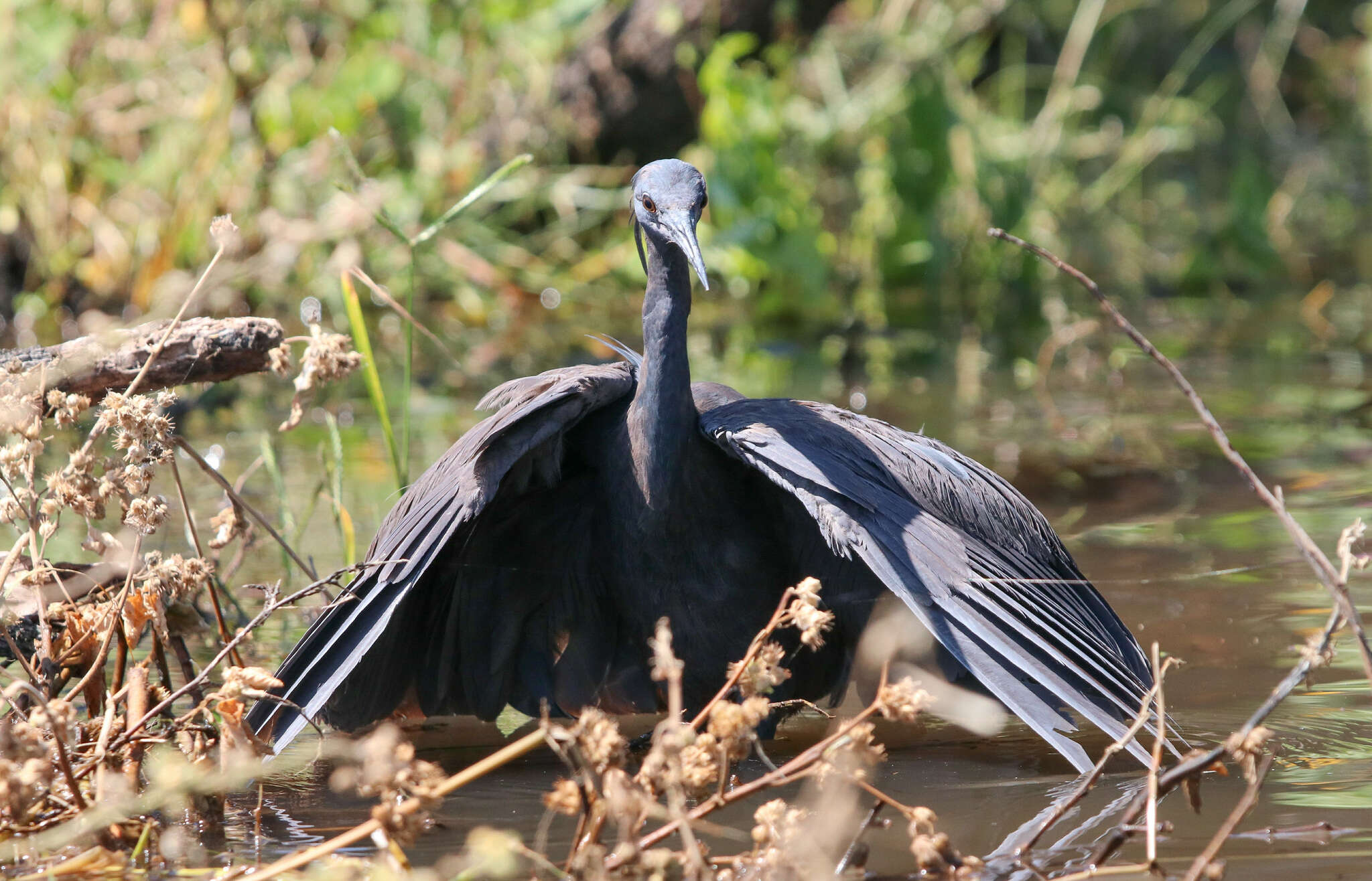 Imagem de Ardeola rufiventris (Sundevall 1850)