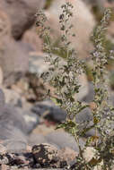Image of Tarasa operculata (Cav.) Krapov.
