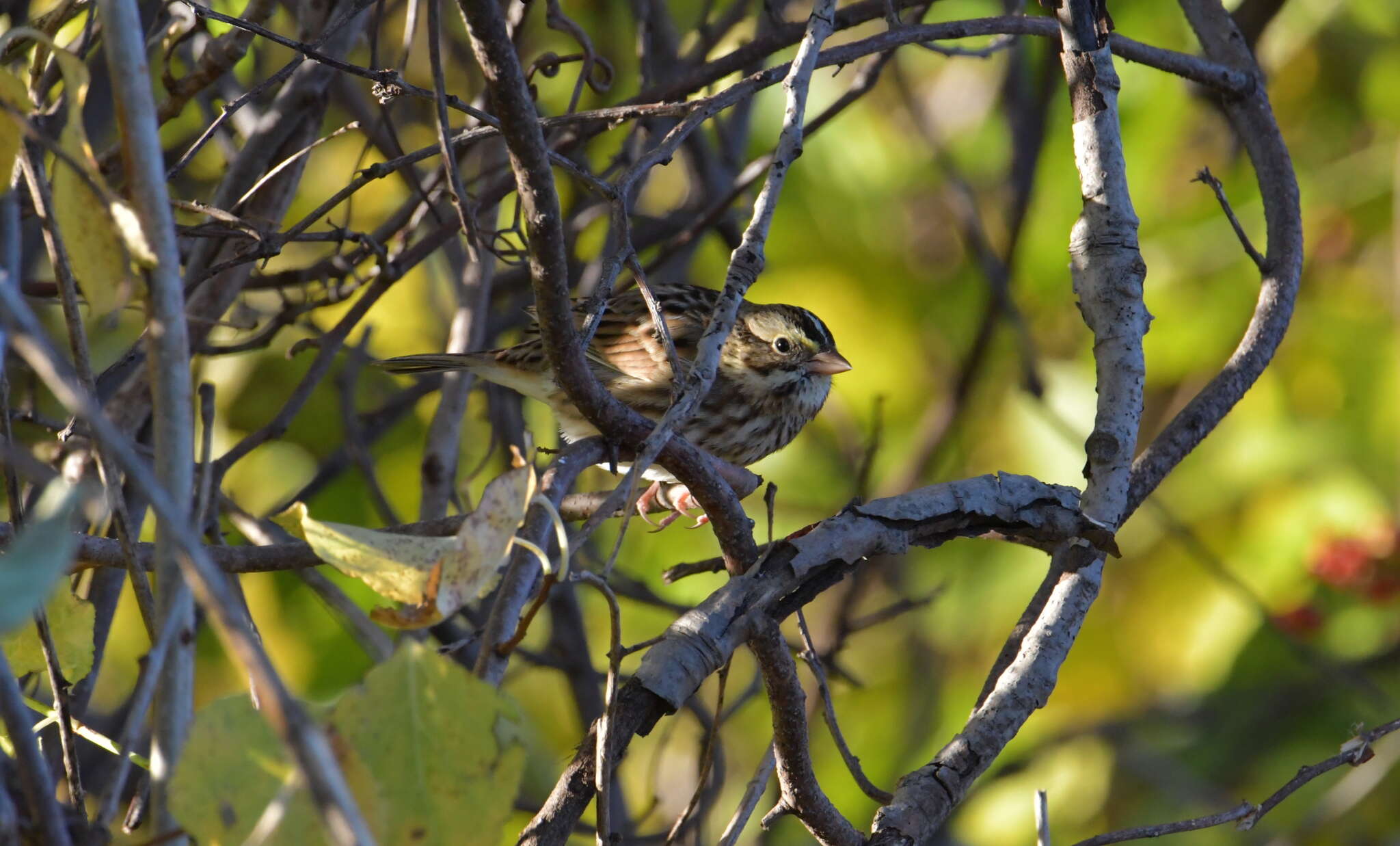 Image of Passerculus sandwichensis savanna (Wilson & A 1811)