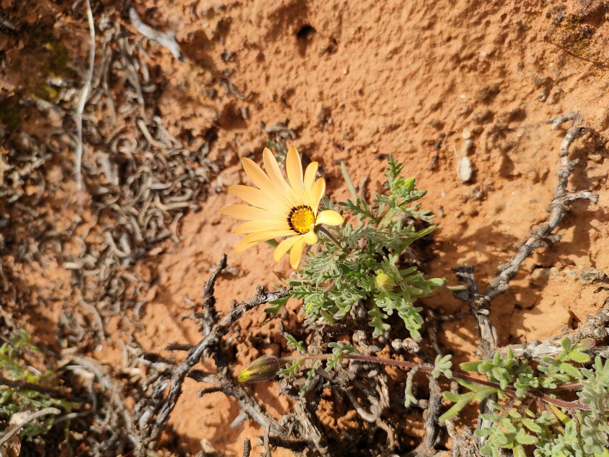 Image de Dimorphotheca pinnata var. pinnata