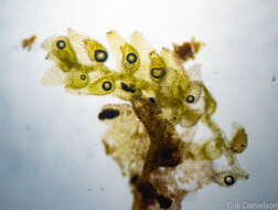 Image of Cololejeunea biddlecomiae (Austin ex Pearson) A. Evans