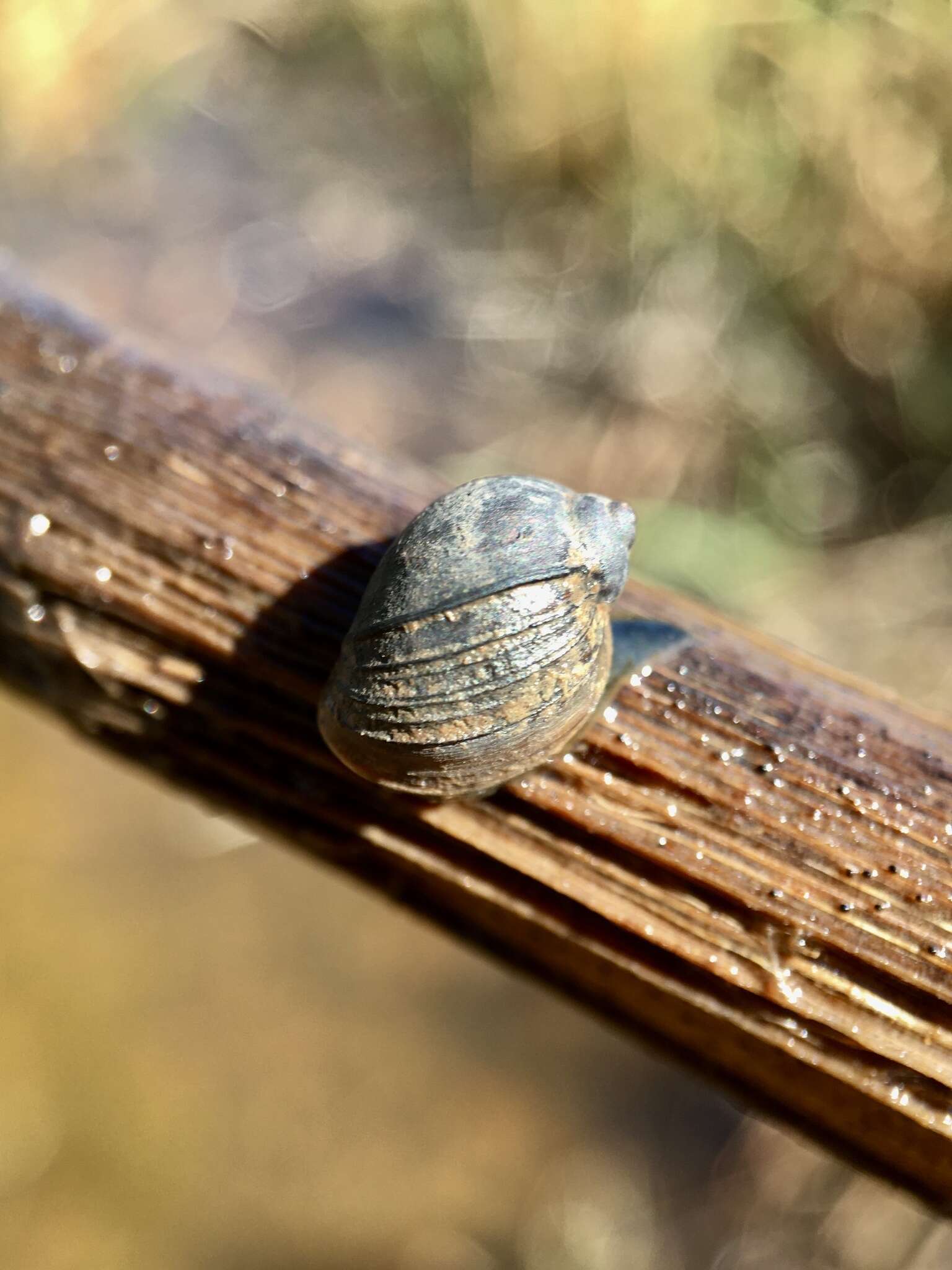 Image of Isidorella hainesii (Tryon 1866)