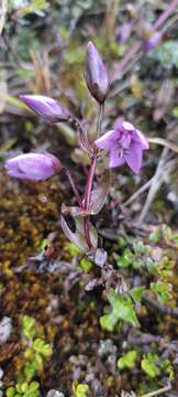 صورة Gentianella rapunculoides (Willd. ex Schultes) J. S. Pringle