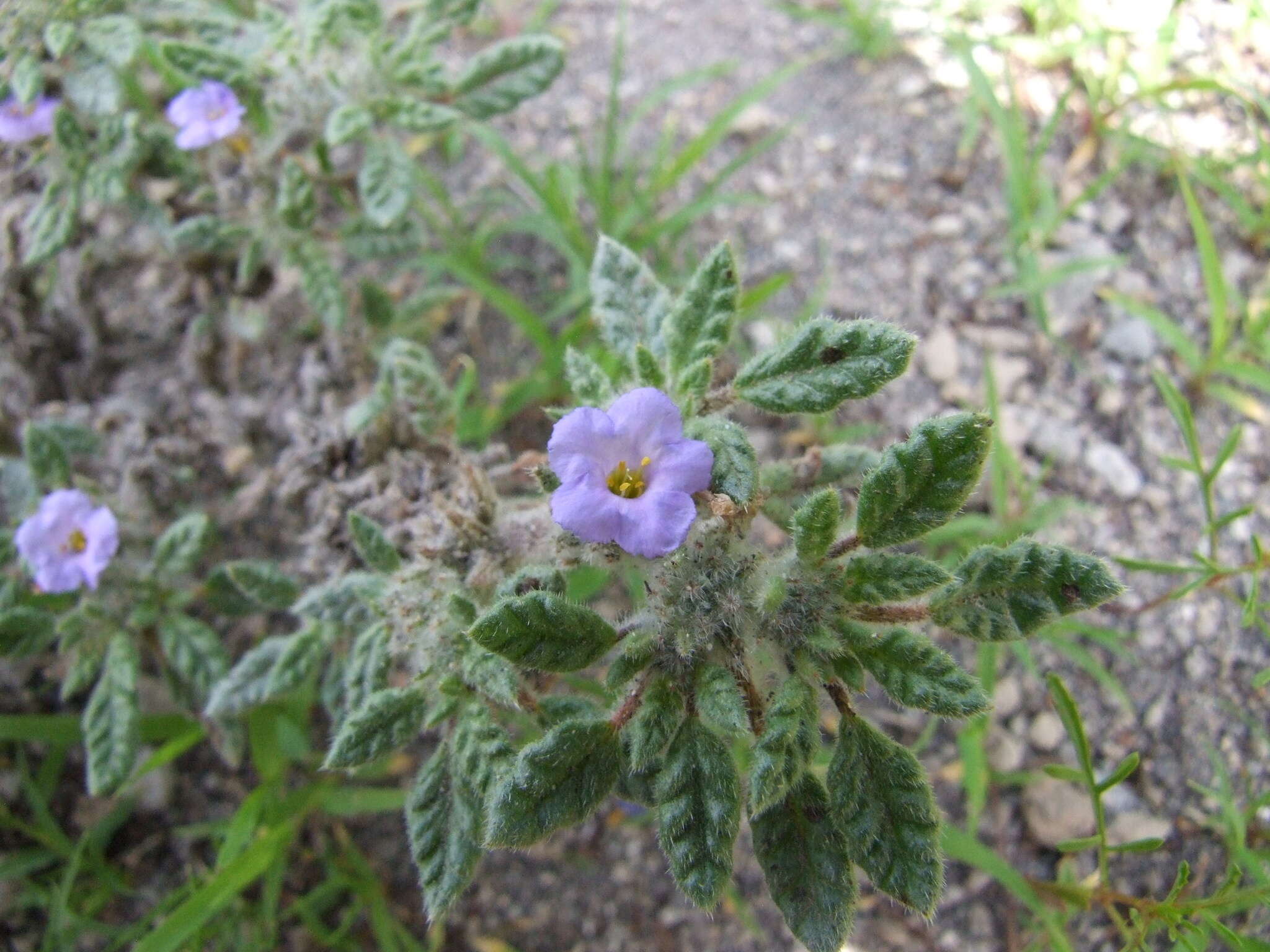 Image of Tiquilia elongata (Rusby) A. Richardson