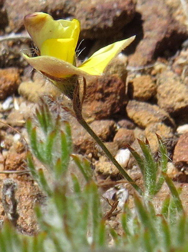 Слика од Aspalathus bracteata Thunb.