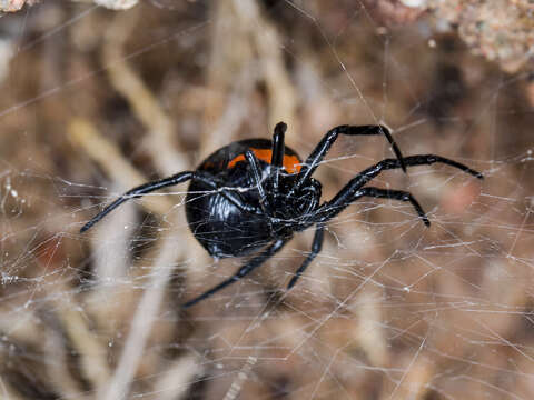 Image of Steatoda paykulliana (Walckenaer 1806)