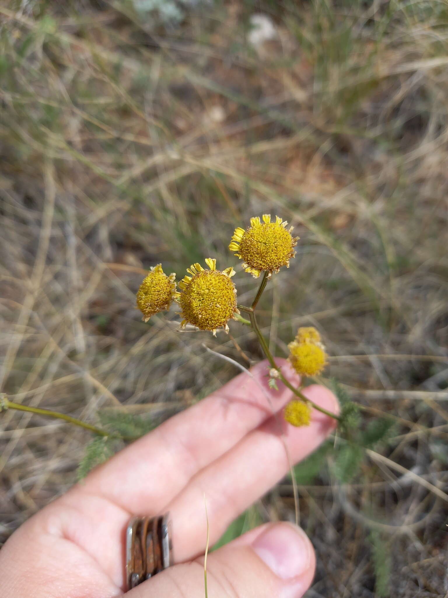 Image of Tanacetum kittaryanum subsp. sclerophyllum (Krasch.) Tzvel.