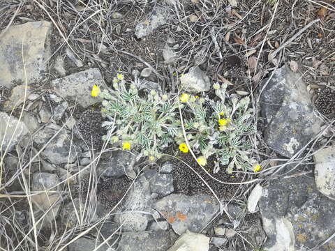 Image of elegant cinquefoil