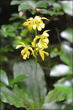 Image of Calanthe striata R. Br. ex Spreng.