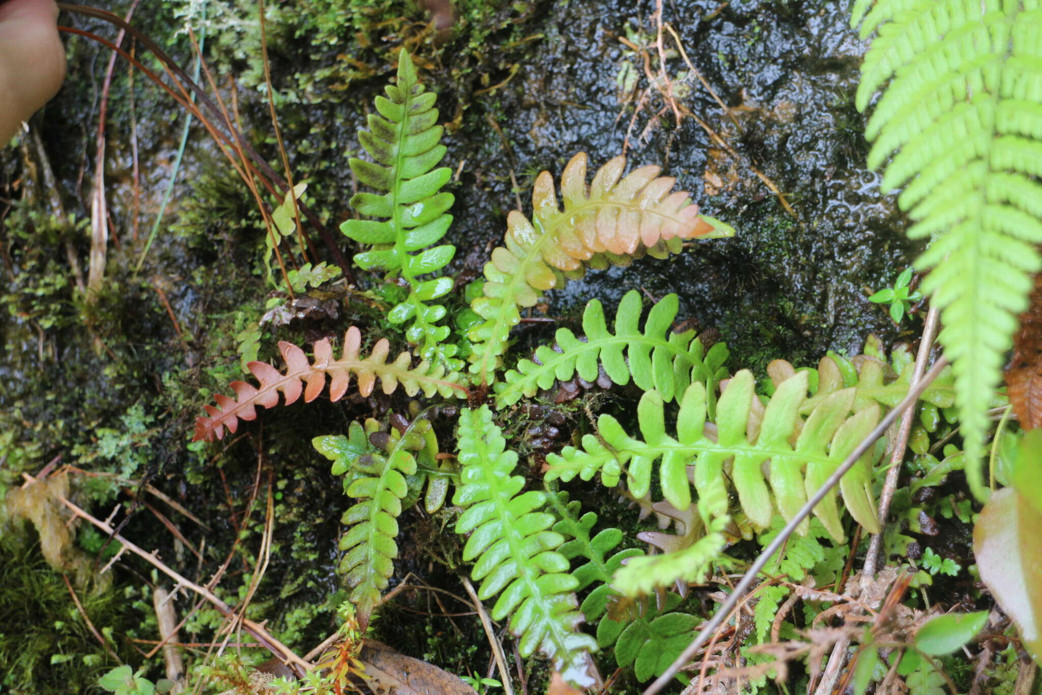 Image of Struthiopteris hancockii (Hance) Tag.