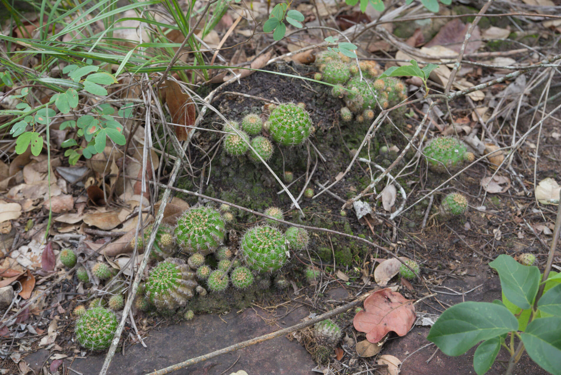 Echinopsis calochlora K. Schum. resmi