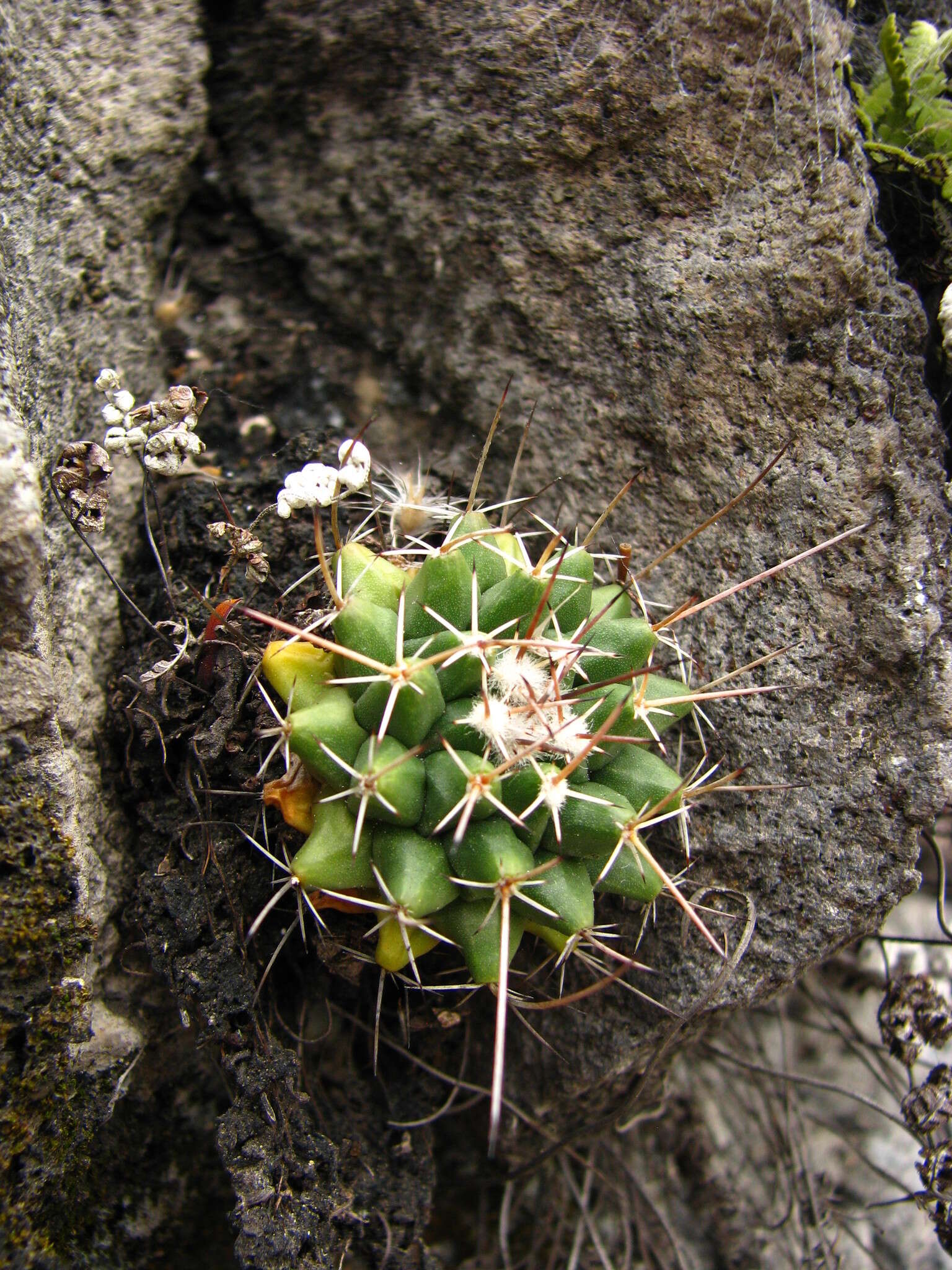 صورة Mammillaria compressa subsp. centralifera (Repp.) D. R. Hunt