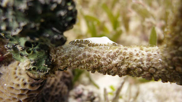 Image of Fingerprint cowry