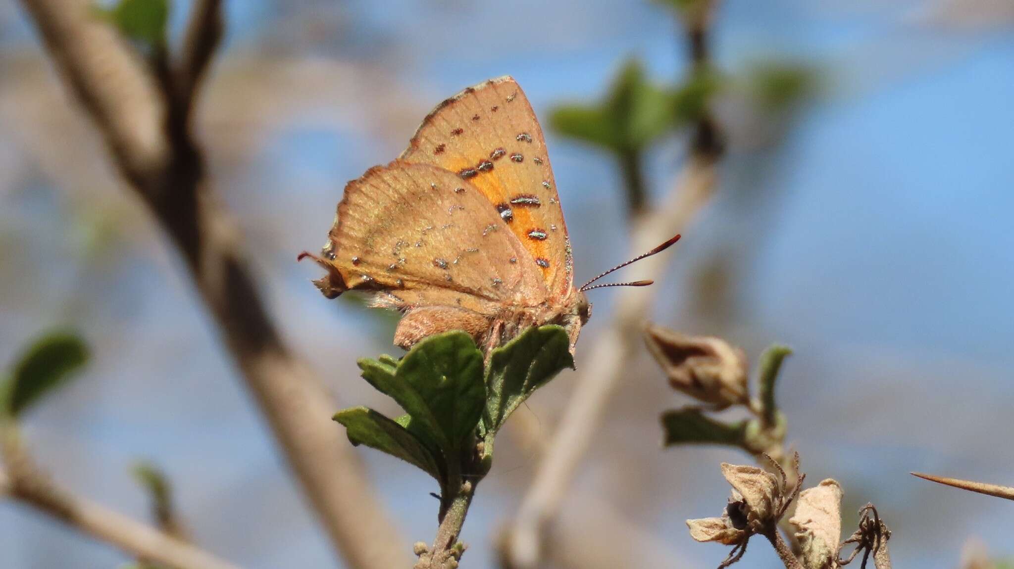 Image of Axiocerses tjoane tjoane