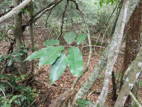 Image of Uvaria lucida subsp. virens (N. E. Br.) Verdc.