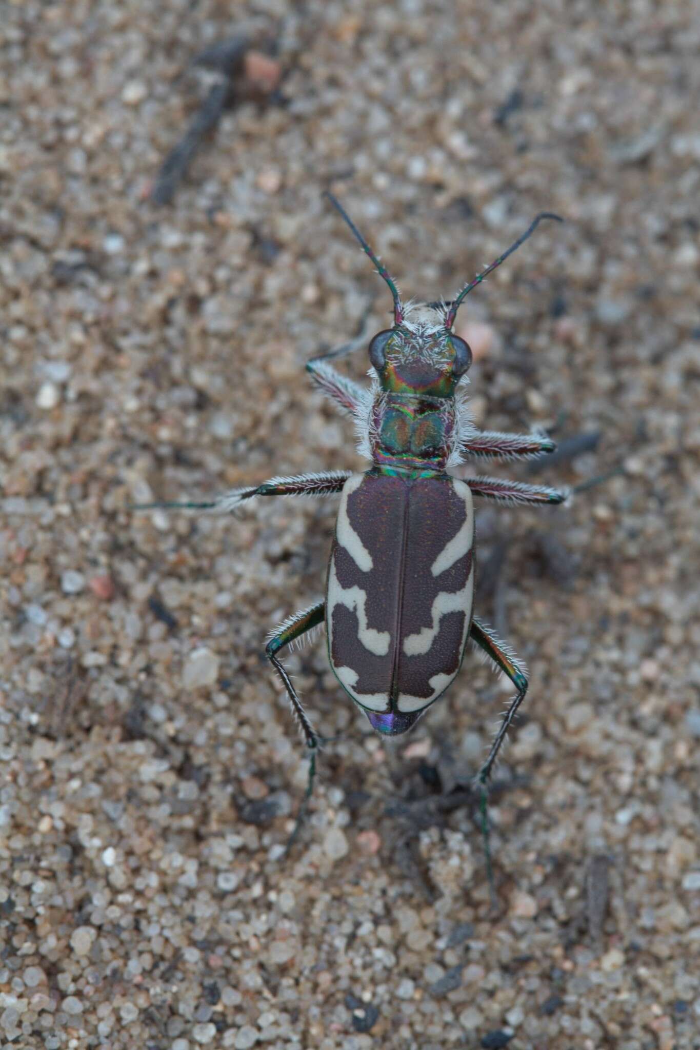 Image of Blowout tiger beetle