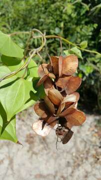 Image of Dioscorea arcuatinervis Hochr.