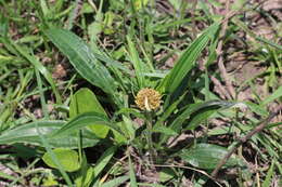 Image de Helichrysum allioides Less.