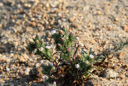 Image of short-rayed alkali aster