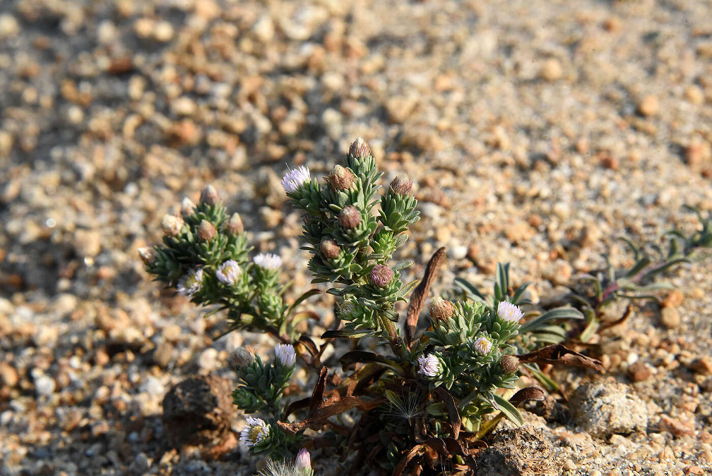 Image of short-rayed alkali aster