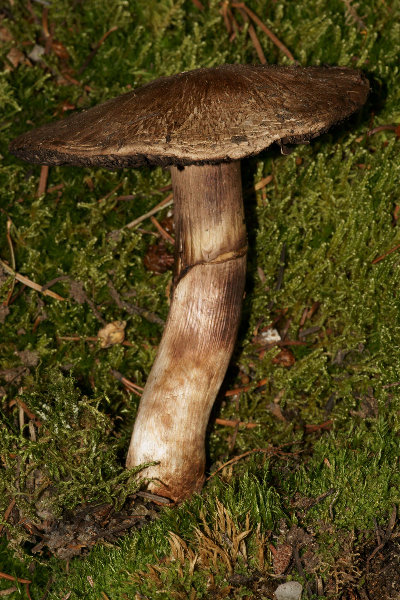 Image of Agaricus amicosus Kerrigan 1989