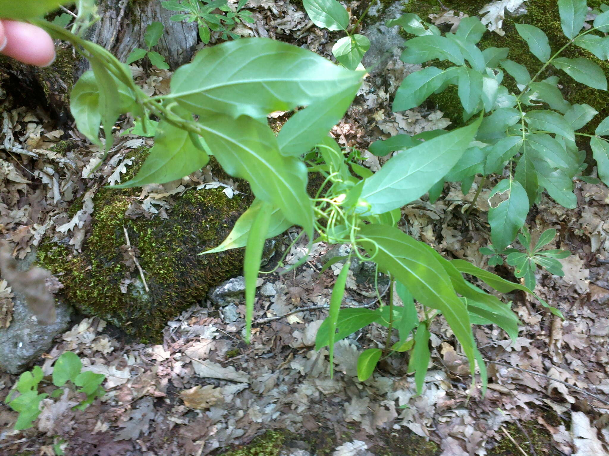 Sivun Vincetoxicum scandens Sommier & Levier kuva