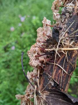 Image of Gymnopus foetidus (Sowerby) P. M. Kirk 2014