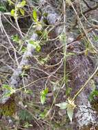 Image of blackfruit dogwood