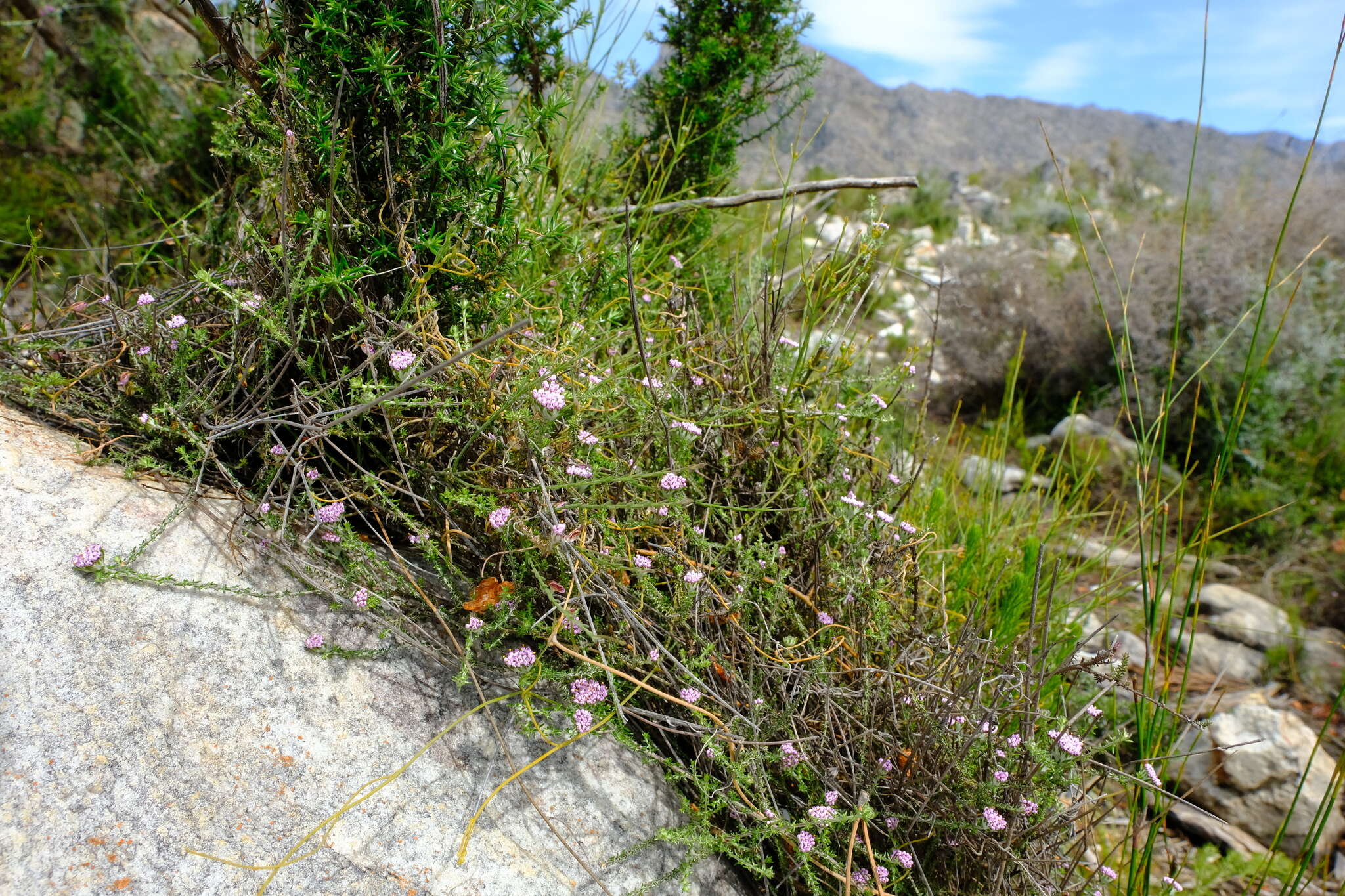 Image of Metalasia rogersii S. Moore