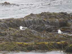 Image of Red-legged Kittiwake