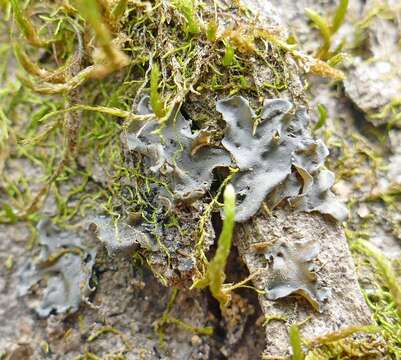 Image of Austroamerican skin lichen