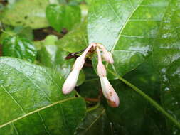 Image of Amalocalyx microlobus Pierre