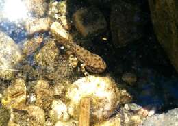 Image of California Chorus Frog