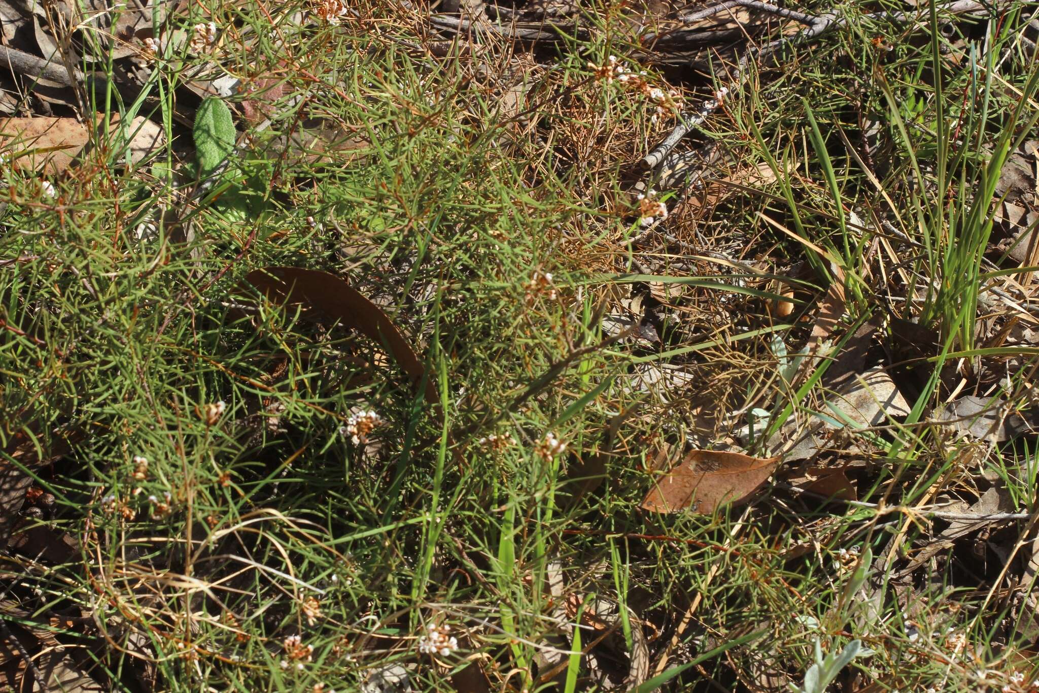 Image of Grevillea micrantha Meissn.