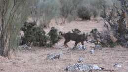 Image of Iberian lynx