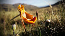 Image of Calceolaria uniflora Lam.