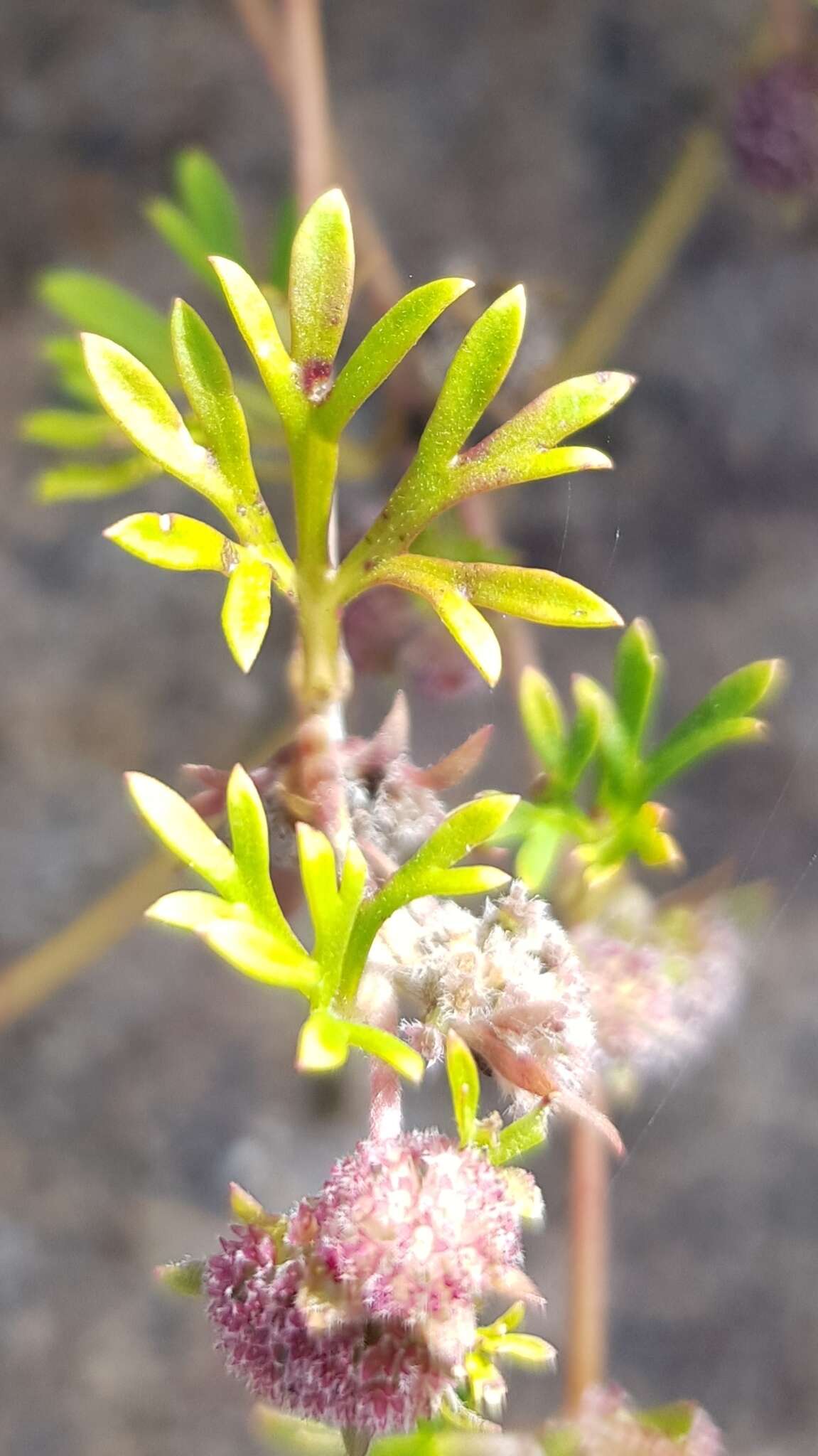 Imagem de Actinotus gibbonsii F. Müll.